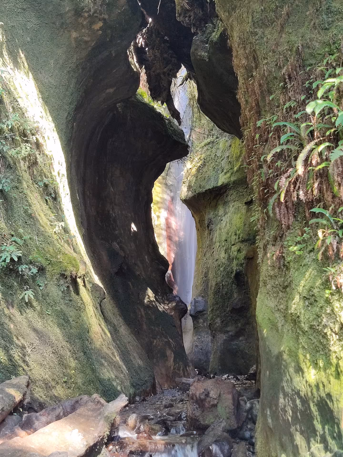 Forest Experience