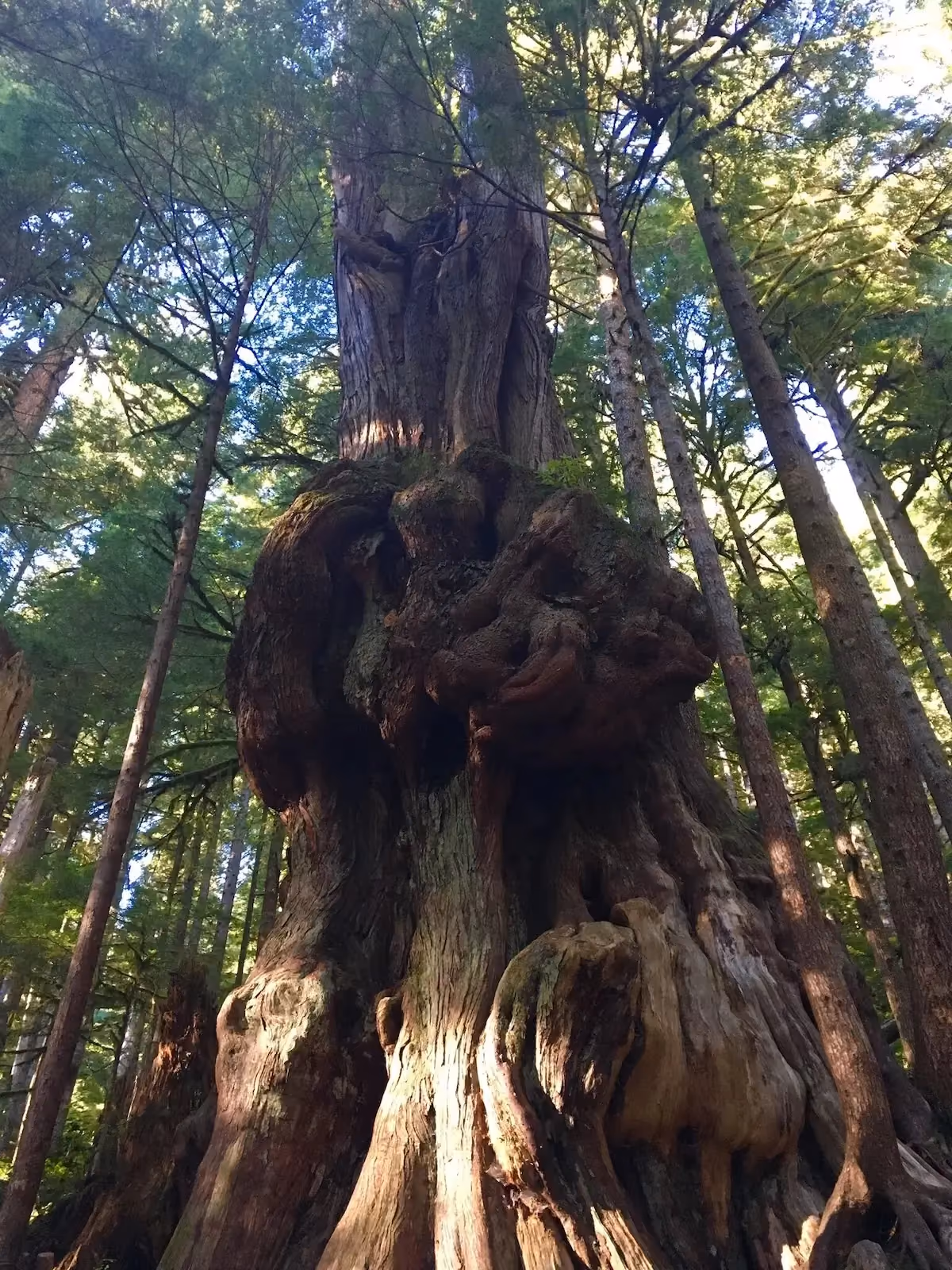 Forest Experience