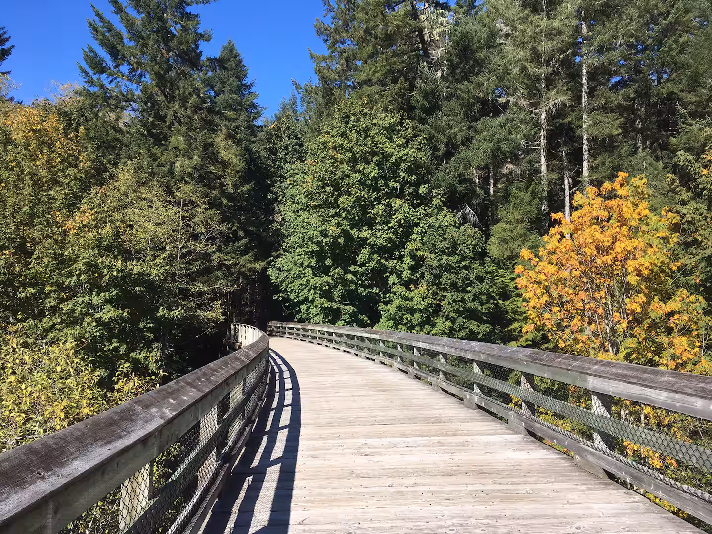 Forest Experience